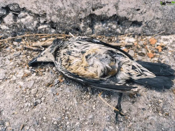 Dead Bird Removal Dulong