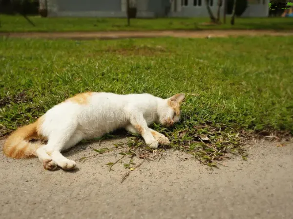 Dead Cat Removal Dulong