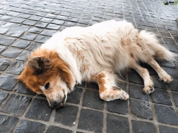 Dead Dog Removal Dulong