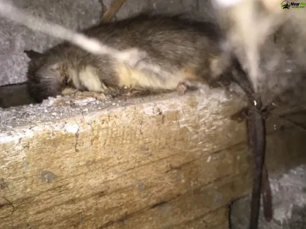 Dead Rat Removal Dulong